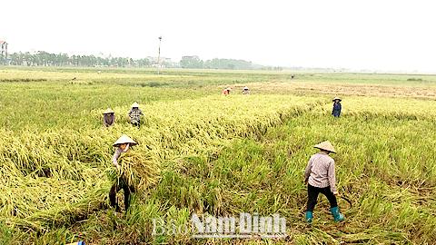 Uỷ ban nhân dân tỉnh triển khai công tác ứng phó với bão số 7 (bão Sarika)