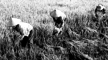 Tiếp tục thực hiện đổi mới toàn diện kinh tế - xã hội (1991-1996) - Kỳ 8