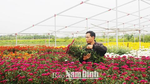 Hiệu quả kinh tế từ vùng chuyển đổi ở xã Hải An