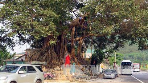 Dừng việc tổ chức công nhận "Việt Nam linh thiêng cổ tự" và "Cây di sản"