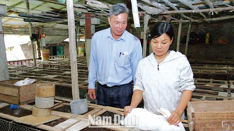 Làm giàu từ mô hình nuôi thỏ