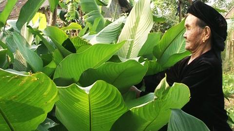 Những tàu lá gói