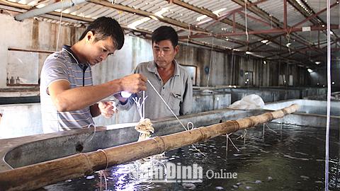 Đẩy mạnh phát triển sản xuất hàu giống