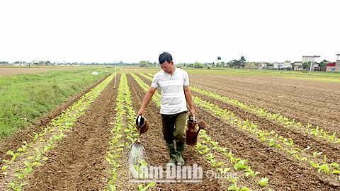 Chủ động tưới, tiêu nước cho cây vụ đông