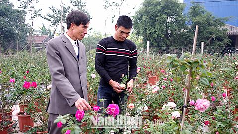 Rực rỡ sắc hoa hồng cổ