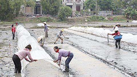 Điện khen về việc hoàn thành gieo trồng vụ xuân 2018