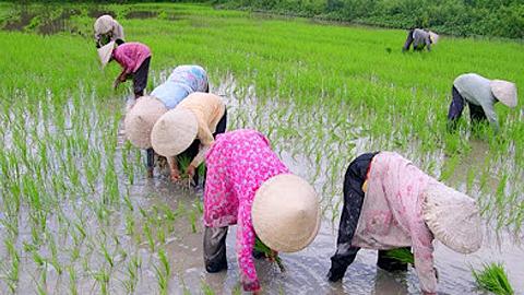 Tập trung phun thuốc trừ cỏ, trừ rầy lưng trắng phòng ngừa bệnh lùn sọc đen hại lúa