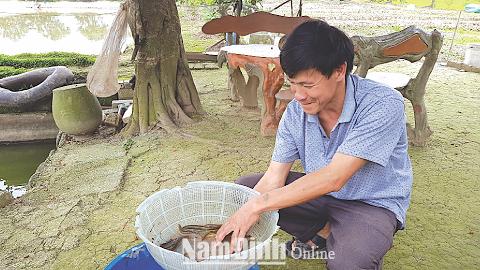 Làm giàu từ nuôi cá chạch sụn ở Minh Thuận