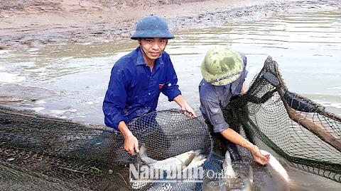 Làm giàu trên mảnh đất quê hương