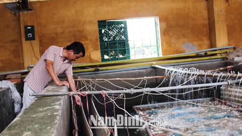 Sản xuất thành công giống cá chép lai