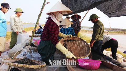 Đẩy mạnh phát triển sản xuất giống nhuyễn thể