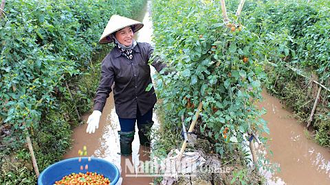 Ra mắt câu lạc bộ "Nông dân với pháp luật" xã Vĩnh Hào