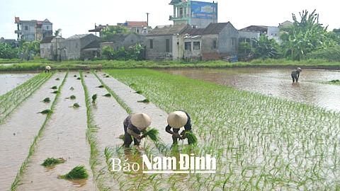 Tập trung chăm sóc, bảo vệ lúa mùa