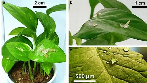 Bộ cảm biến theo dõi nhiệt độ và độ ẩm xung quanh cây trồng