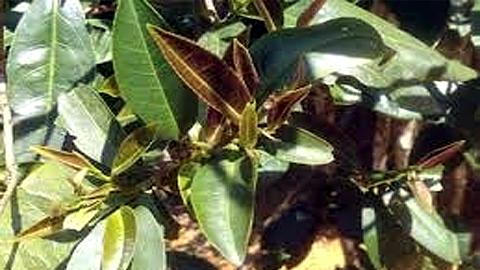 Trung Quốc phát hiện một loài cây có thể thay thế chè