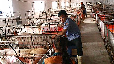 Kỹ thuật nuôi dưỡng lợn nái chờ phối và lợn nái chửa