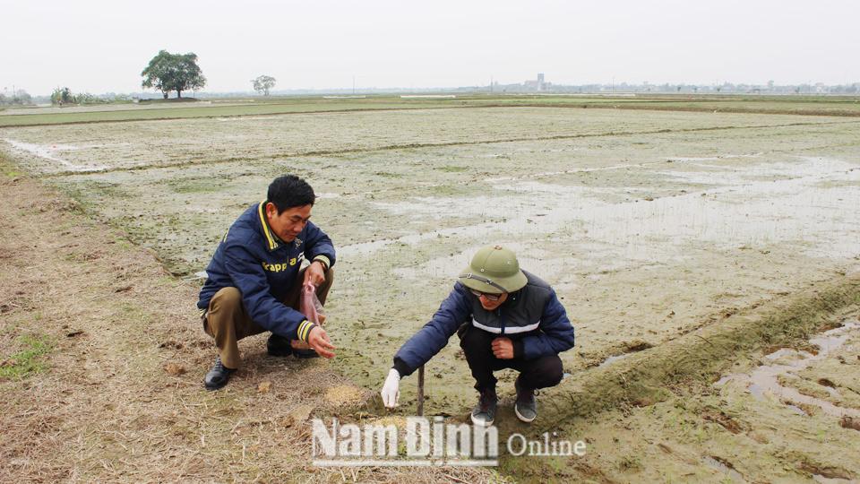 Ra quân diệt chuột bảo vệ cây trồng