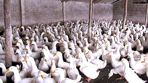 Phòng trừ dich tả ở ngan vịt