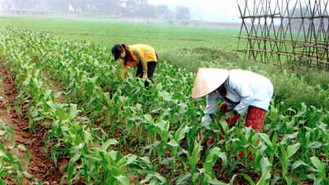 Kỹ thuật chăm sóc ngô ngọt vụ xuân