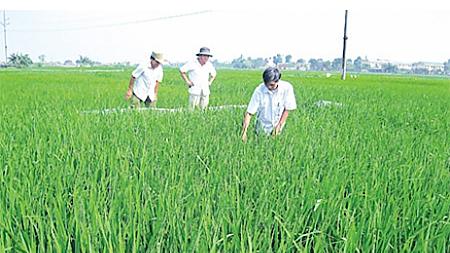 Tập trung rút nước lộ ruộng chăm sóc, bảo vệ lúa xuân