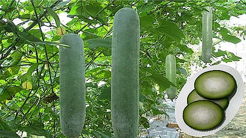 Cách trồng cây bí đao sai quả