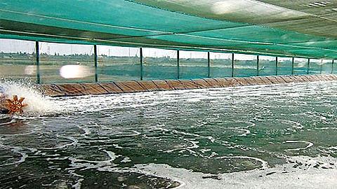 Kỹ thuật nuôi tôm 2 giai đoạn