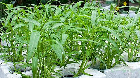 Kỹ thuật trồng rau muống sạch trong thùng xốp tại nhà