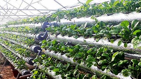 Trồng rau bằng phương pháp thủy canh