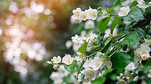 Hương hoa mùa hạ