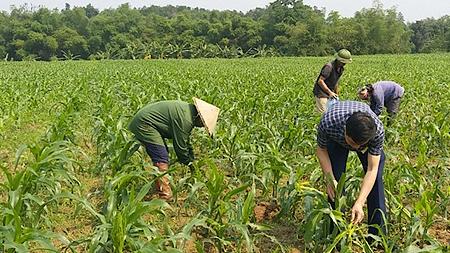 Hướng dẫn kỹ thuật phòng, chống sâu keo mùa thu