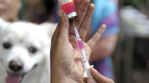 Coi chừng mất mạng khi bị chó dại cắn