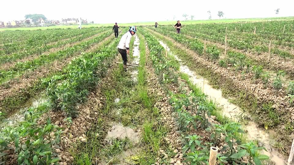 Triển khai nhiệm vụ sản xuất vụ mùa, vụ đông năm 2019