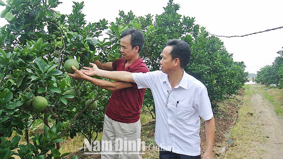 "Quả ngọt" trên vùng chuyển đổi ở Mỹ Tiến