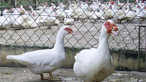 Kỹ thuật chăn nuôi ngan thịt chất lượng cao