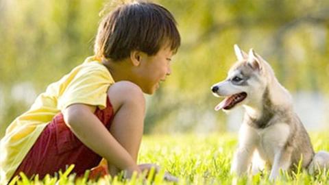 Dễ mắc ký sinh trùng từ thú cưng