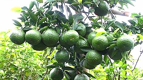 Phòng, trừ con ngài chích hút quả cam