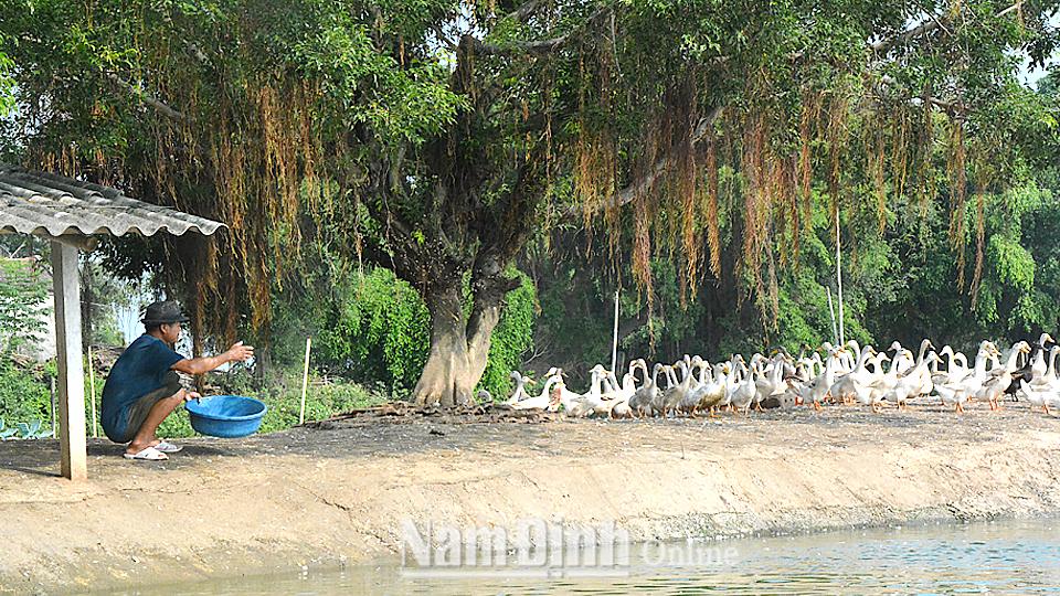 Phát triển chăn nuôi gia cầm, thủy cầm kịp thời đáp ứng nhu cầu thực phẩm