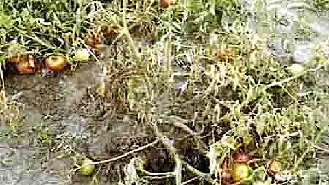 Bệnh héo vàng trên cây cà chua