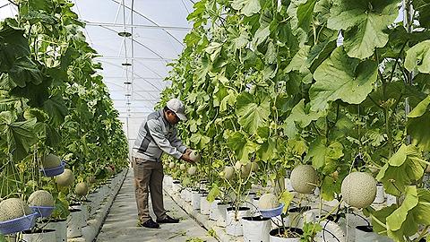 Bắc Ninh: Cải thiện cơ cấu sản xuất nông nghiệp