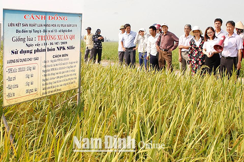 Bón phân NPK Silic Hùng Ngọc cho năng suất lúa tăng
