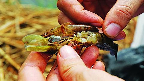 Các biện pháp hạn chế nguy cơ bùng phát bệnh đốm trắng và hoại tử gan tụy cấp trên tôm