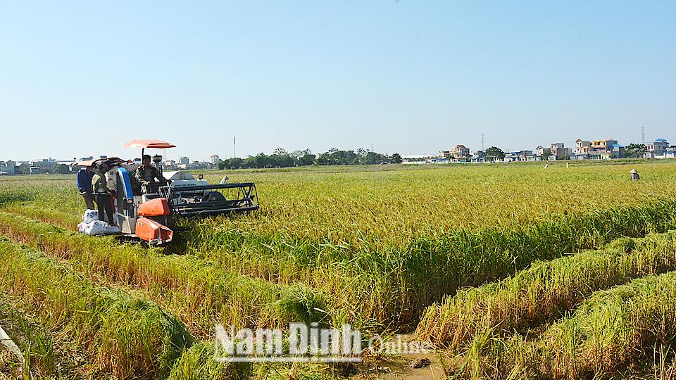 Tổng sản lượng lương thực năm 2019 của toàn tỉnh giảm 5.240 tấn so với năm 2018