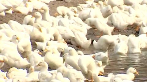 10 tỉnh, thành phố đã có dịch cúm gia cầm