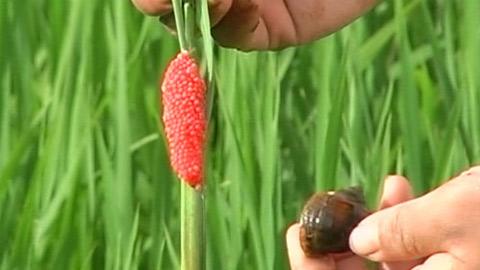 Toàn tỉnh thu gom gần 30 nghìn kg ốc bươu vàng