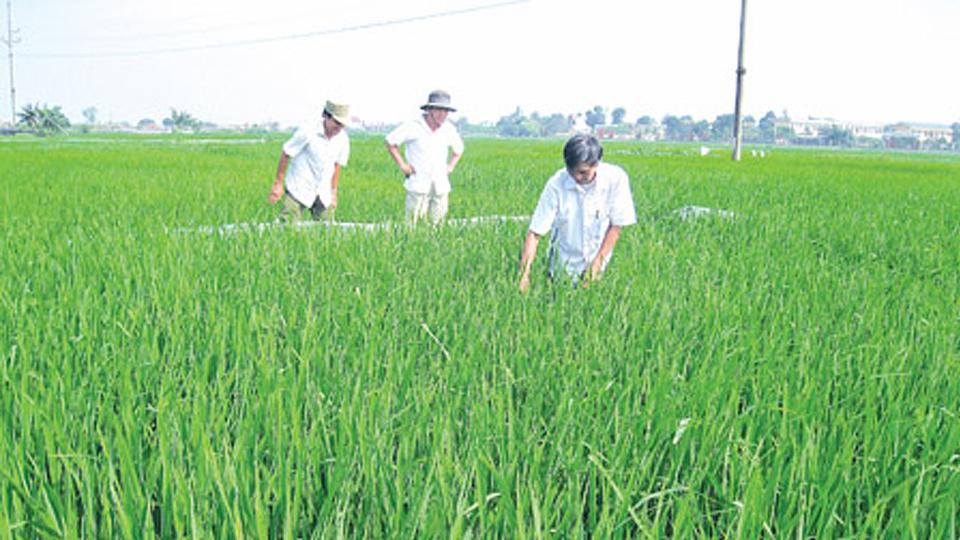 Dự báo thời tiết thủy văn đêm 17 ngày 18-04-2020 trên địa bàn tỉnh Nam Định