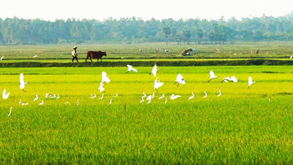 Đồng quê khe khẽ gọi mời