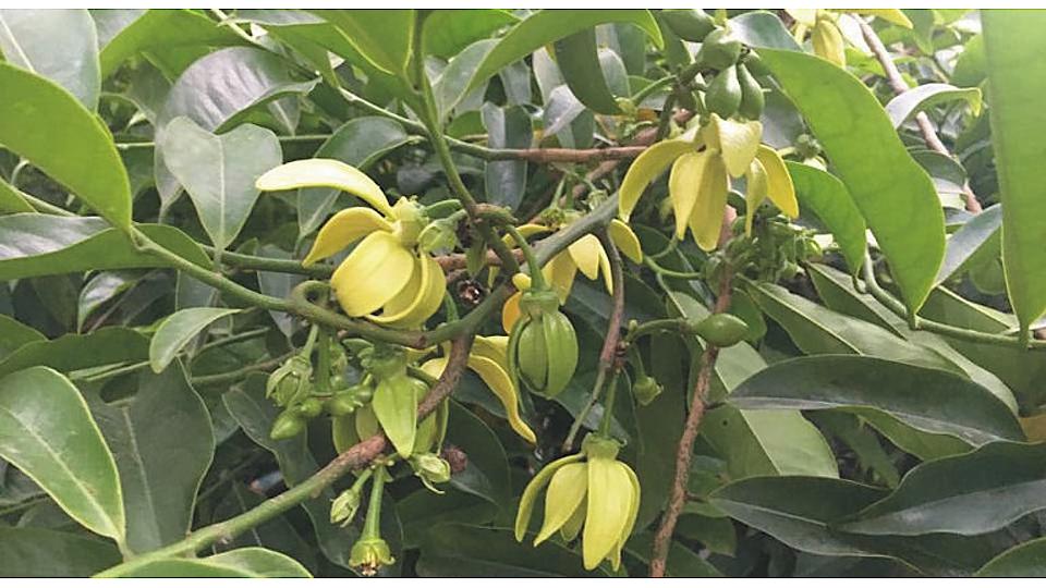 Mùa hoa móng rồng