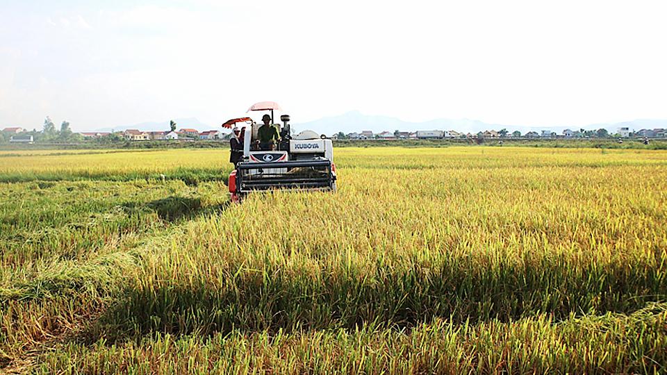 Toàn tỉnh đã thu hoạch trên 85% diện tích lúa xuân