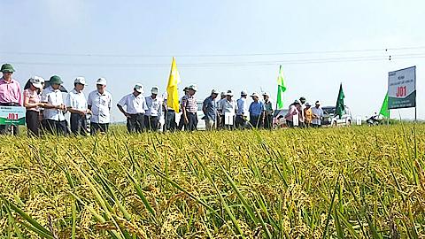 Dự báo thời tiết và thủy văn đêm 18 ngày 19-06-2020 trên địa bàn tỉnh Nam Định