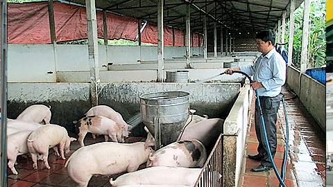 Tập trung phát triển chăn nuôi gia súc, gia cầm